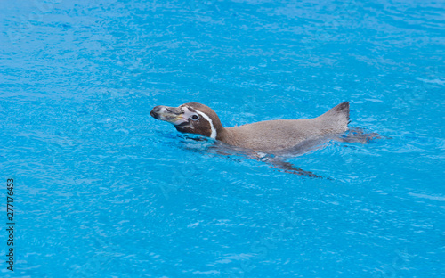 The African penguin (Spheniscus demersus) swimming under blue water