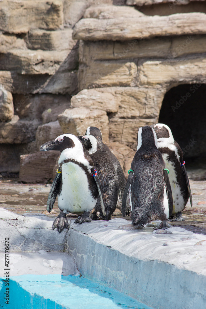 Obraz premium a flock of African penguins (Spheniscus demersus)