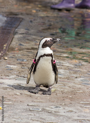 African penguin (Spheniscus demersus) went for a walk photo