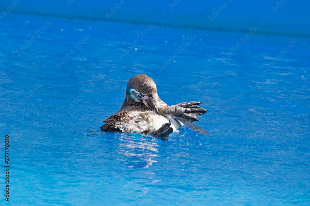 Fototapeta premium The African penguin (Spheniscus demersus) swimming under blue water