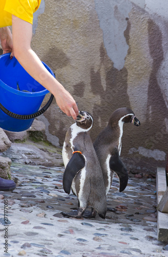 feeding African penguins (Spheniscus demersus)