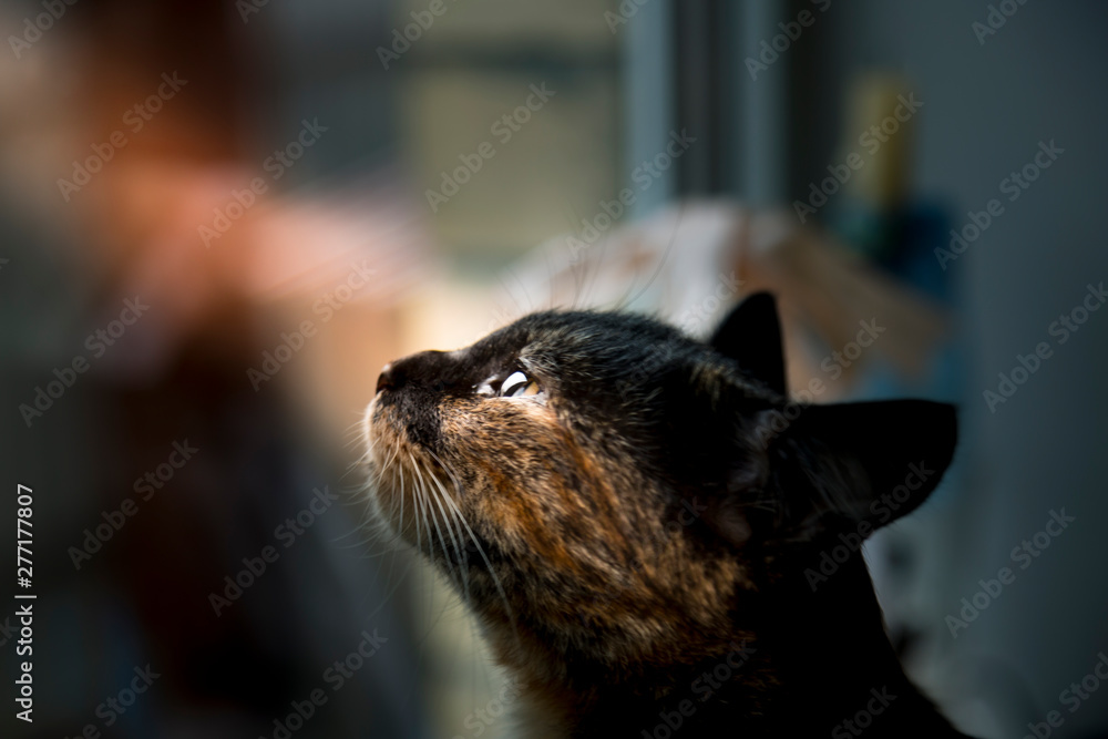 Portrait of a cat with yellow eyes Portrait of a cat with yellow eyes