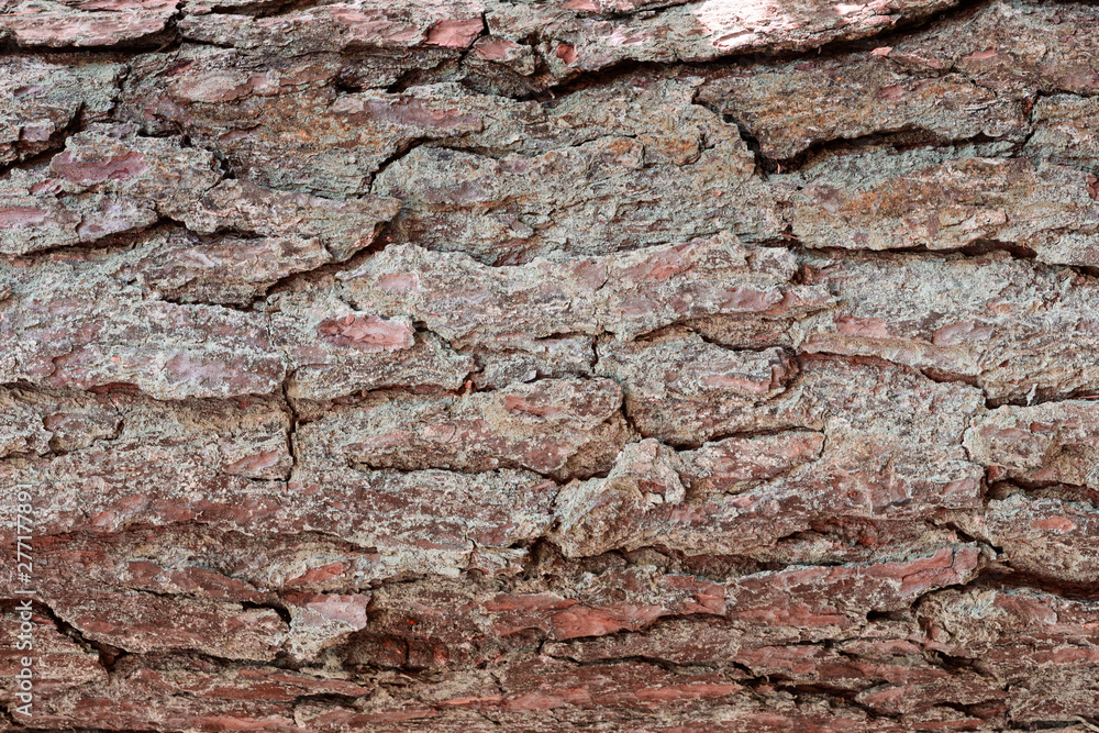 texture of bark of a tree texture of bark of a tree