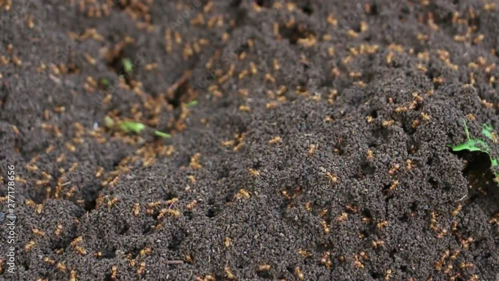 Ants moving over anthill Ants moving over anthill
