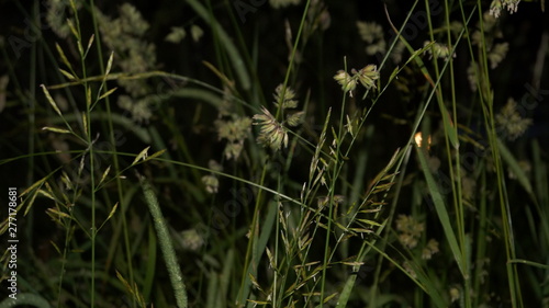green grass in the wind