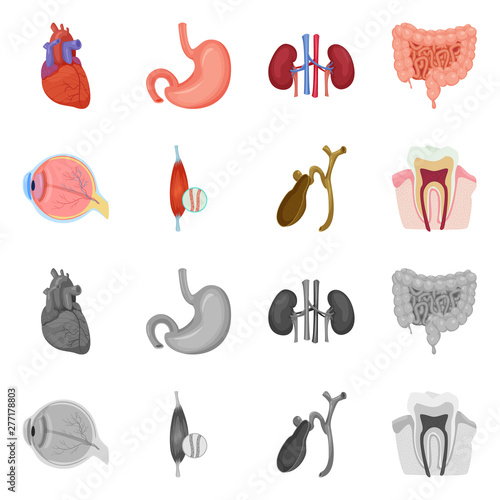 Isolated object of body and human symbol. Set of body and medical vector icon for stock.
