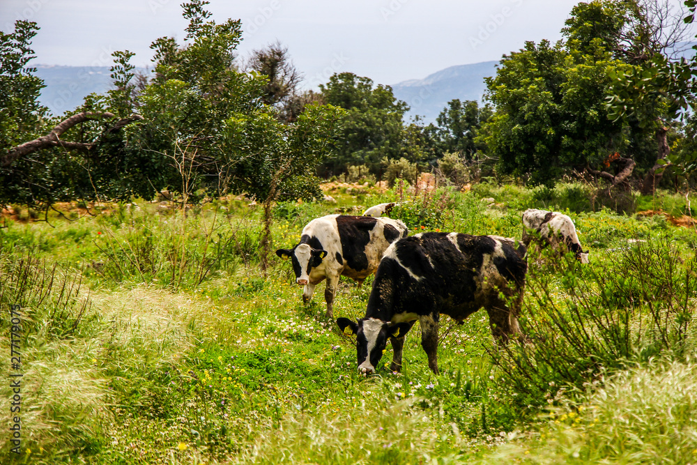 Fototapeta premium 190413 Дорога и деревни Кипр Road and villages Cyprus