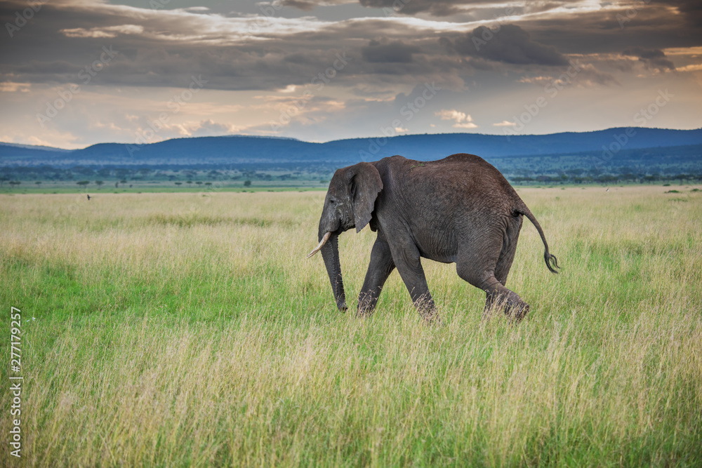 Fototapeta premium Wild african elephant close up, Botswana, Africa