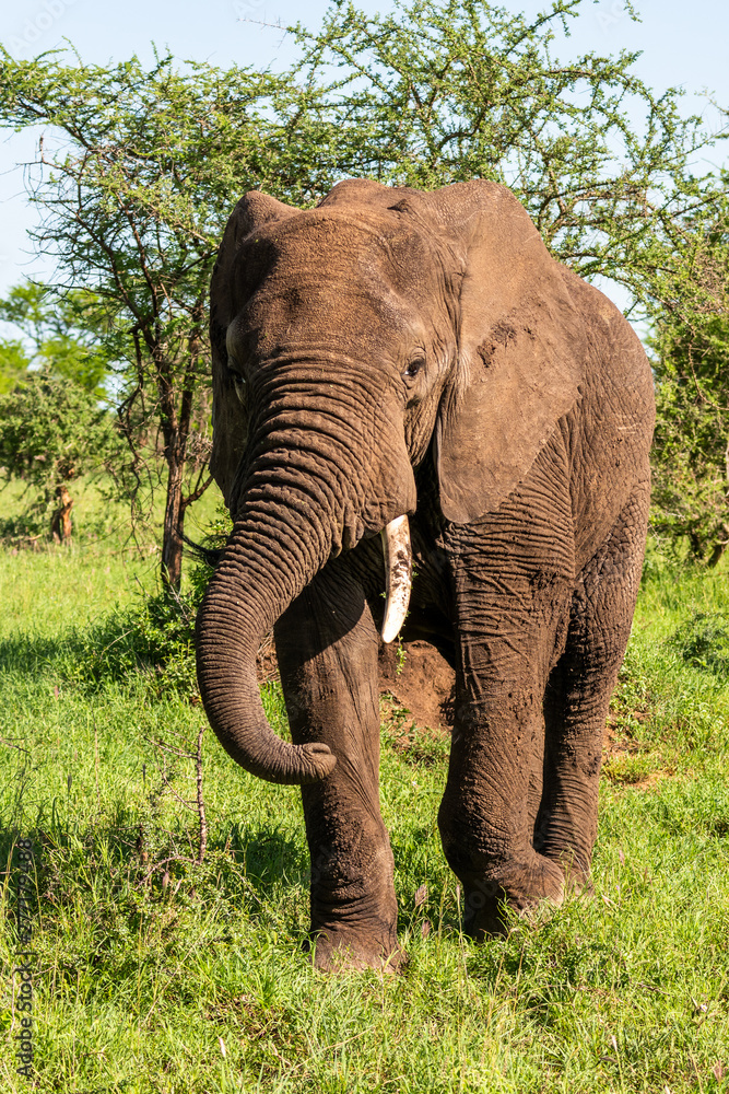 Obraz premium Wild african elephant close up, Botswana, Africa