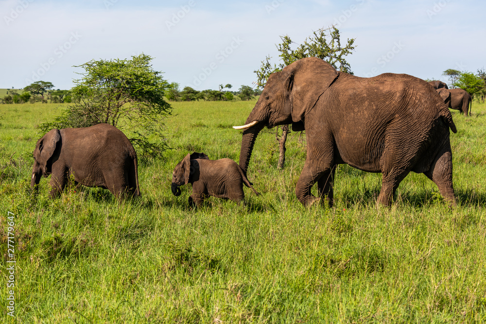 Wild african elephant close up, Botswana, Africa