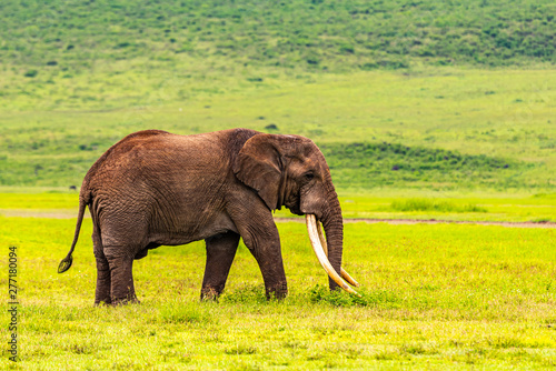 Wild african elephant close up  Botswana  Africa