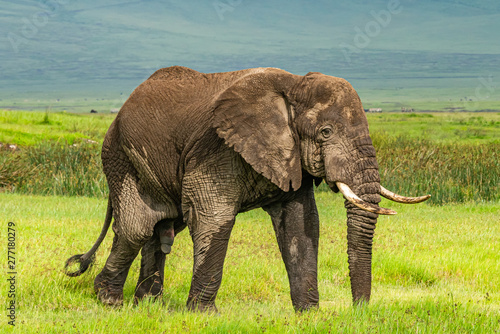 Wild african elephant close up  Botswana  Africa
