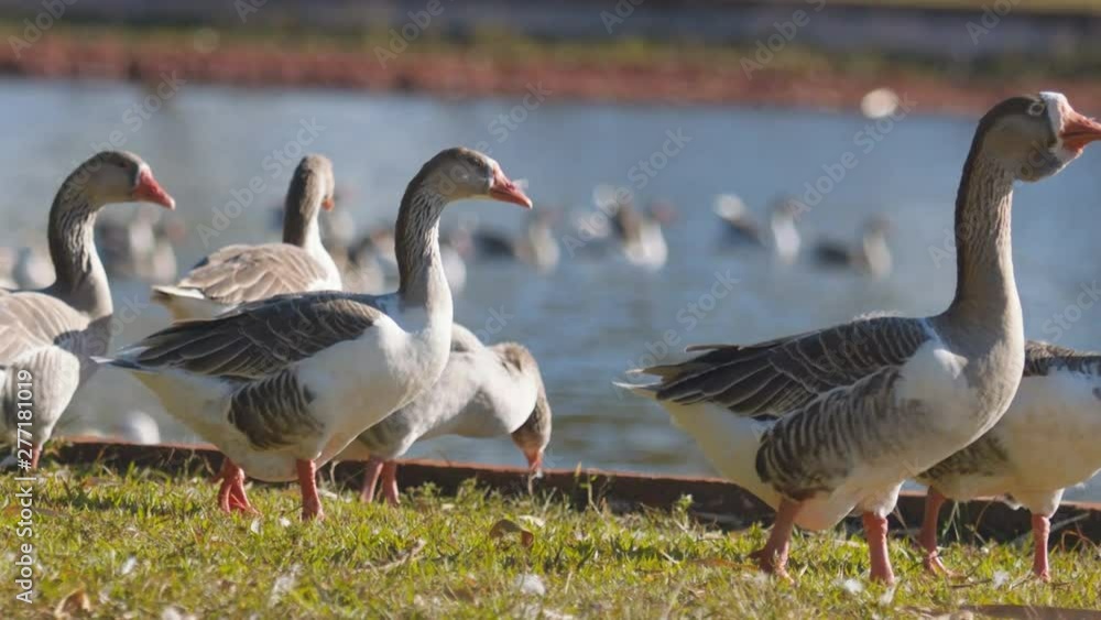 A gaggle of Uplands Geese congregate at the edge of a river. Telephoto shot. A gaggle of Uplands Geese congregate at the edge of a river. Telephoto shot.