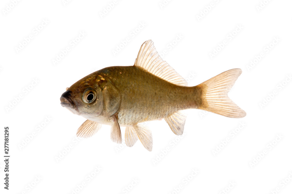 Fototapeta premium フナ