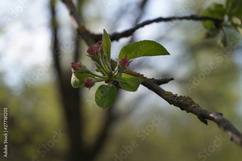 branch of a tree