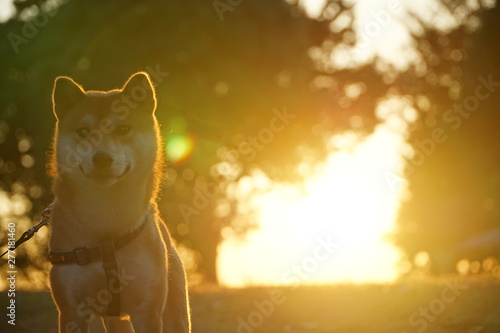 Shiba Inu on the back of the setting sun