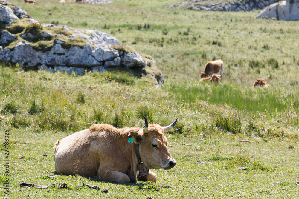 Cows in the Picos de Europa Cows in the Picos de Europa