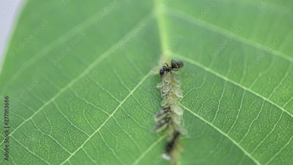 Black ants care for larvae on the leaves of trees in the garden. Macro wildlife. Small insects are agricultural pests. Black ants care for larvae on the leaves of trees in the garden. Macro wildlife. Small insects are agricultural pests.
