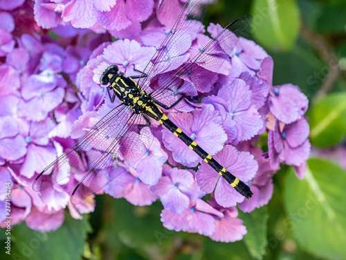 Ictinogomphus pertinax clubtail dragonfly on hydrangea flowers 6 photo