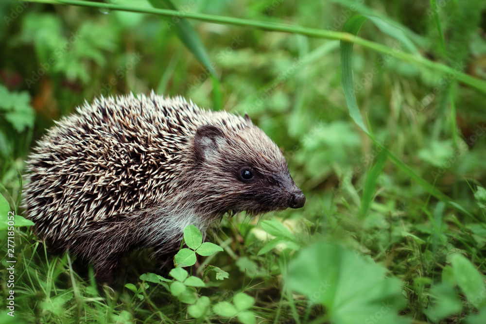 Cute little hedgehog in the forest closeup. Gray prickly hedgehog on a green background, macro.Beautiful hedgehog with a wet nose in the grass in the garden. Side view. Cute little hedgehog in the forest closeup. Gray prickly hedgehog on a green background, macro.Beautiful hedgehog with a wet nose in the grass in the garden. Side view.
