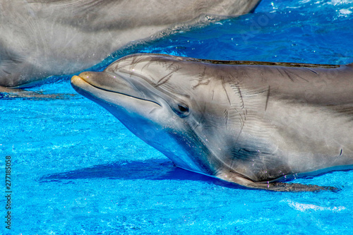 Dolphin leaning out of the water in a pool