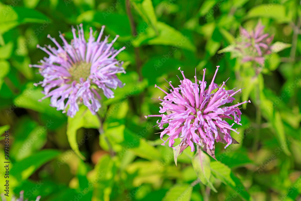 American peppermint in the botanical garden American peppermint in the botanical garden