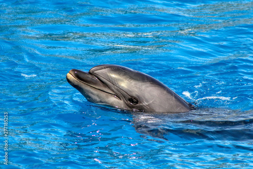 Dolphin with its head out of the water