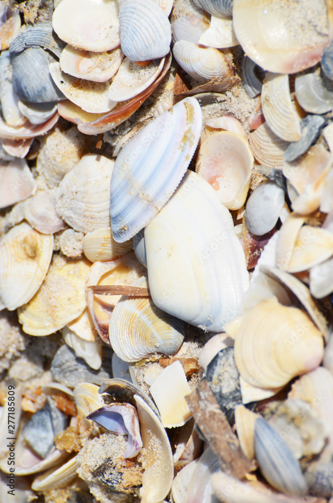 Seashell background,many sea shells close up,summer photo Seashell background,many sea shells close up,summer photo