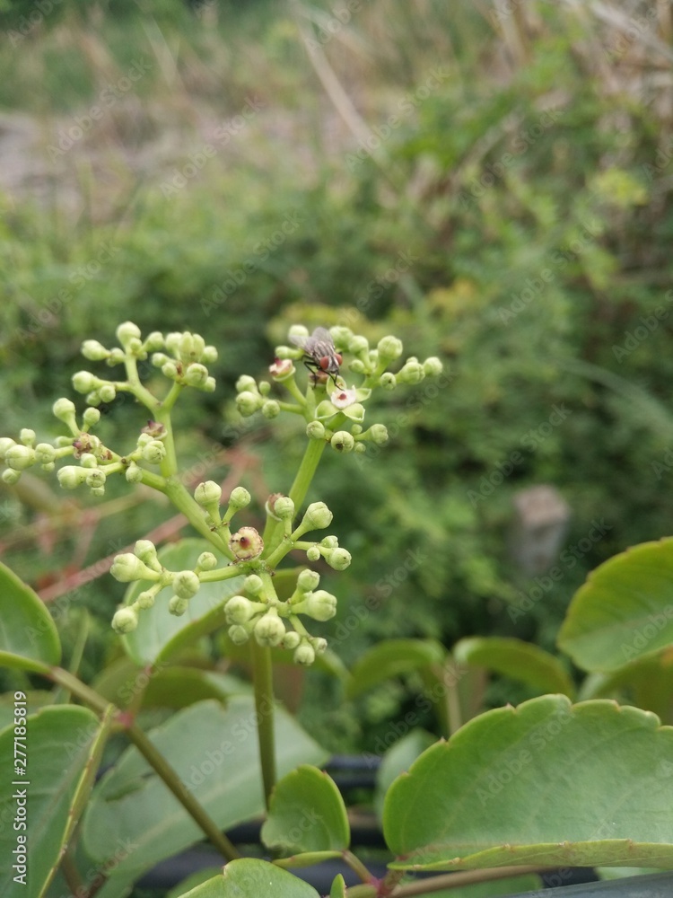 White flowers, green leaves, with flies White flowers, green leaves, with flies