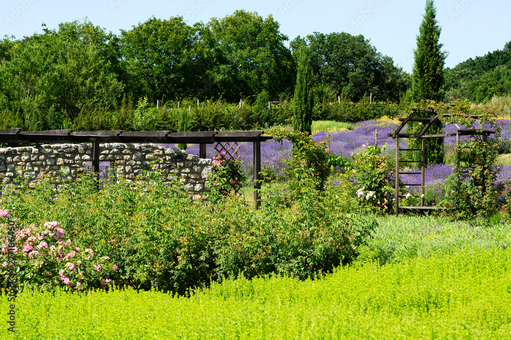 Detail of Lavender garden , Hungary