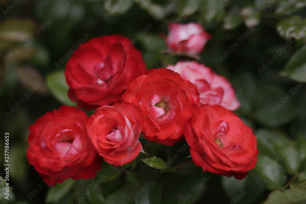 rose, flower, red, flowers, bouquet, nature, roses, love, pink, garden, beauty, beautiful, valentine, blossom, floral, romance, green, plant, petal, flora, bloom, isolated, romantic, gift, white rose, flower, red, flowers, bouquet, nature, roses, love, pink, garden, beauty, beautiful, valentine, blossom, floral, romance, green, plant, petal, flora, bloom, isolated, romantic, gift, white