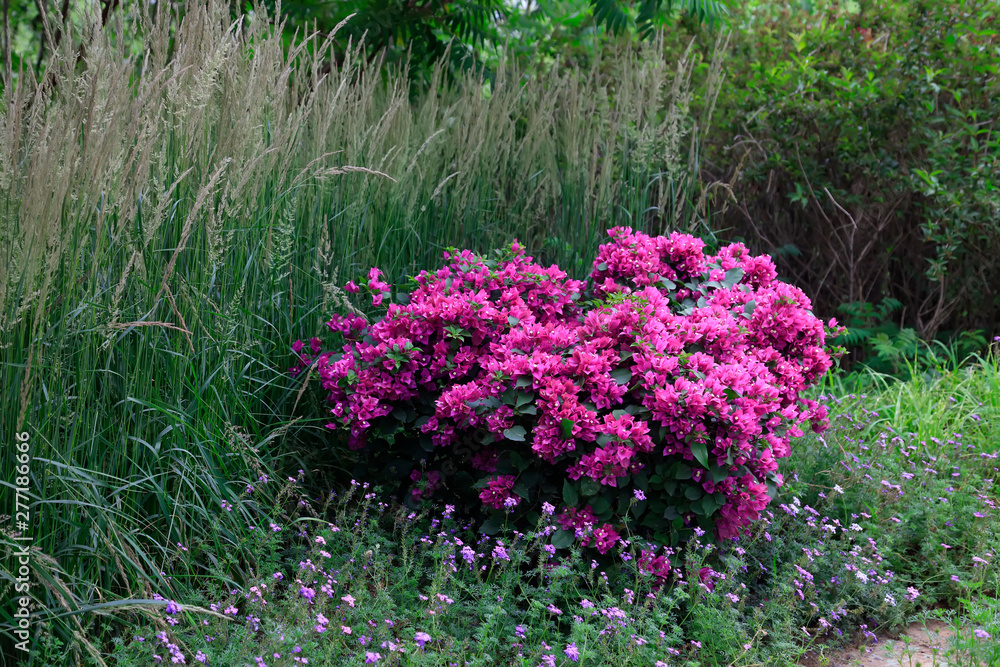Obraz premium Triangle plum in the botanical garden