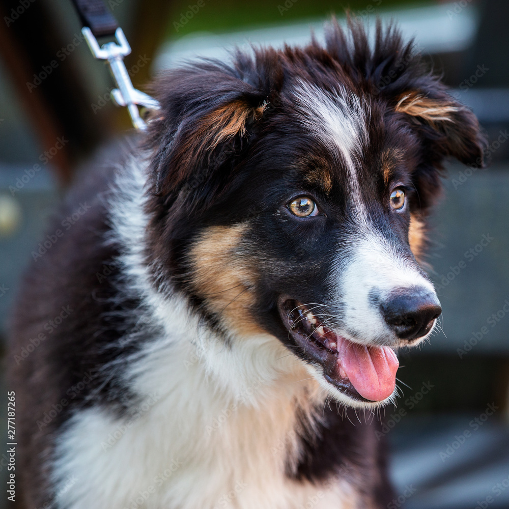 Tri-colored border collie puppy with lead on looking happy