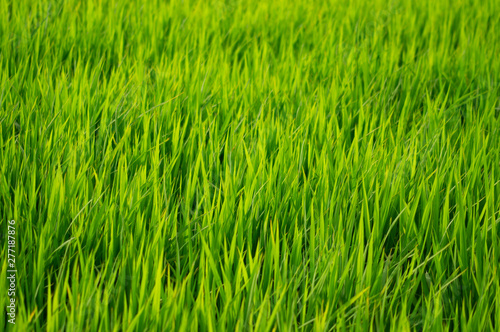 日本の初夏、緑が美しい稲が育つ水田