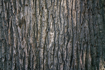 dry tree bark texture and background, nature concept