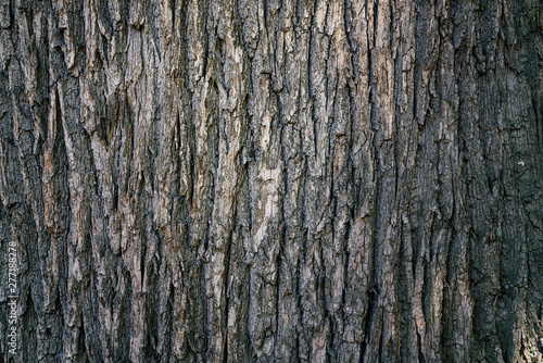 dry tree bark texture and background, nature concept photo