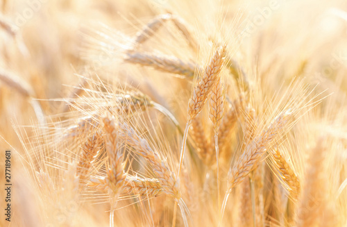 Nature landscape of agriculture scene. Beautiful cereal field with ripe organic ears of rye during harvest in sunlight.