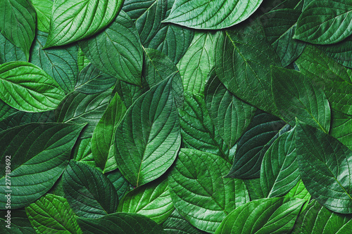 Beautiful nature background of green leaves with detailed texture. Greenery top view, closeup.