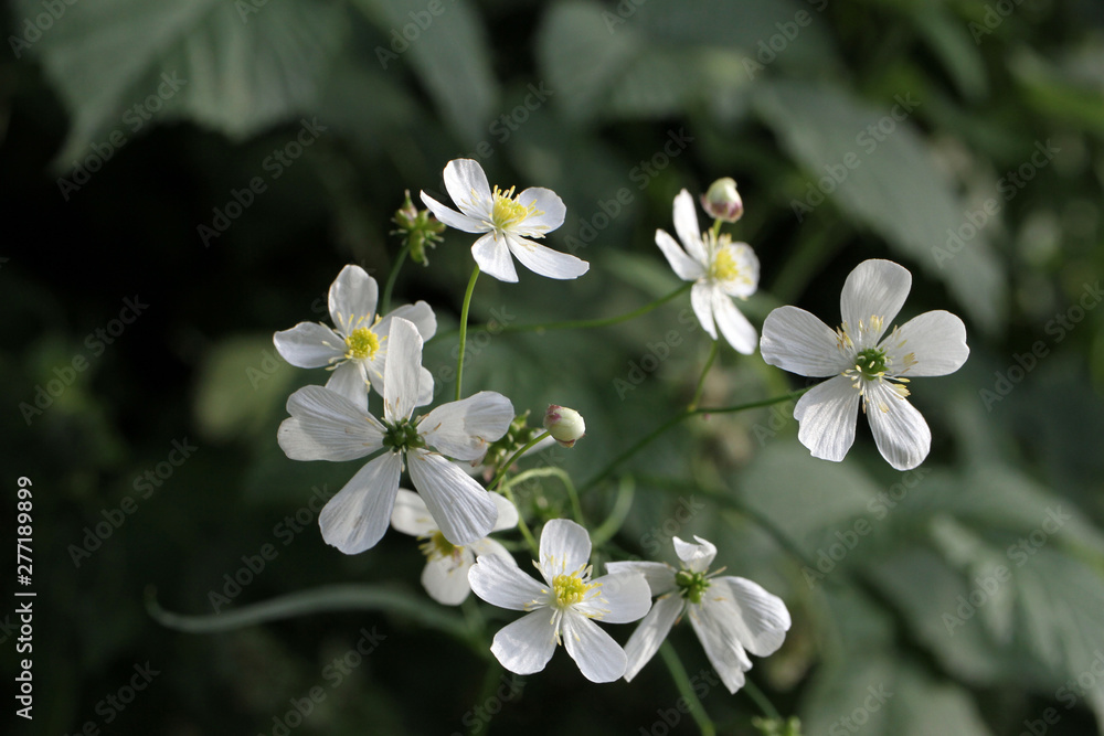 fiore di bosco fiore di bosco