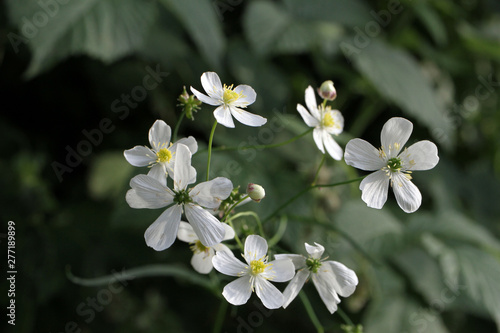 fiore di bosco