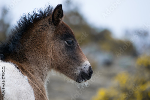 Portrait of a dappled wild horse foal serra da capelada spain