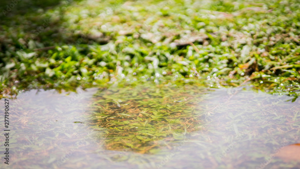 puddle in the grass in a tropical country, raining then sunshine. puddle in the grass in a tropical country, raining then sunshine.