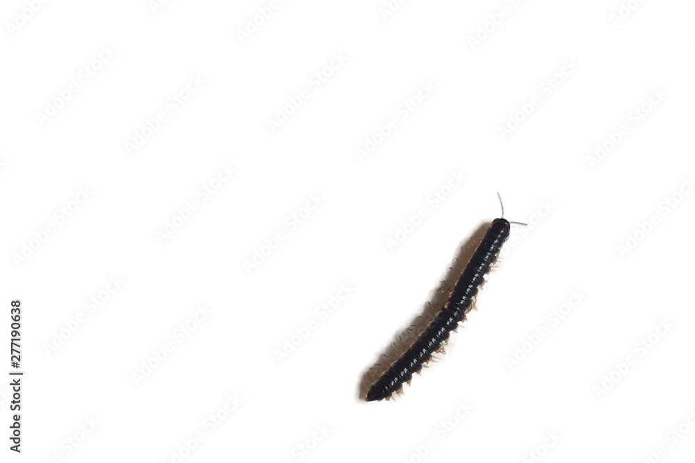Centipede isolated on white background