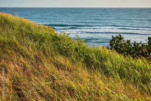 Grass and low bushes on the coast against the ocean. Pacific landscape at sunrise