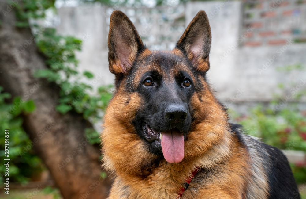 German Shepherd in Garden German Shepherd in Garden