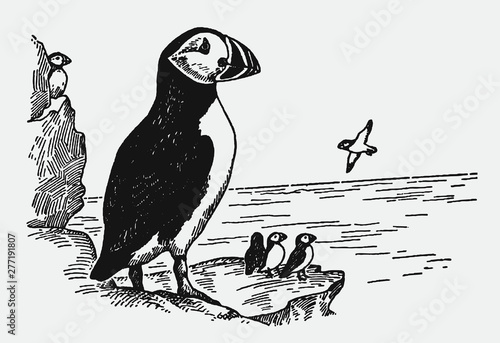 Group of threatened Atlantic puffins fratercula arctica sitting on rock near the sea, after antique engraving from early 20th century