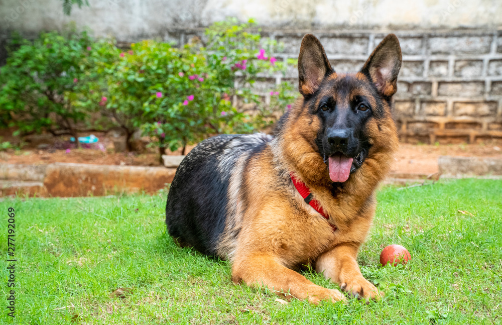 Fototapeta premium German Shepherd in Garden