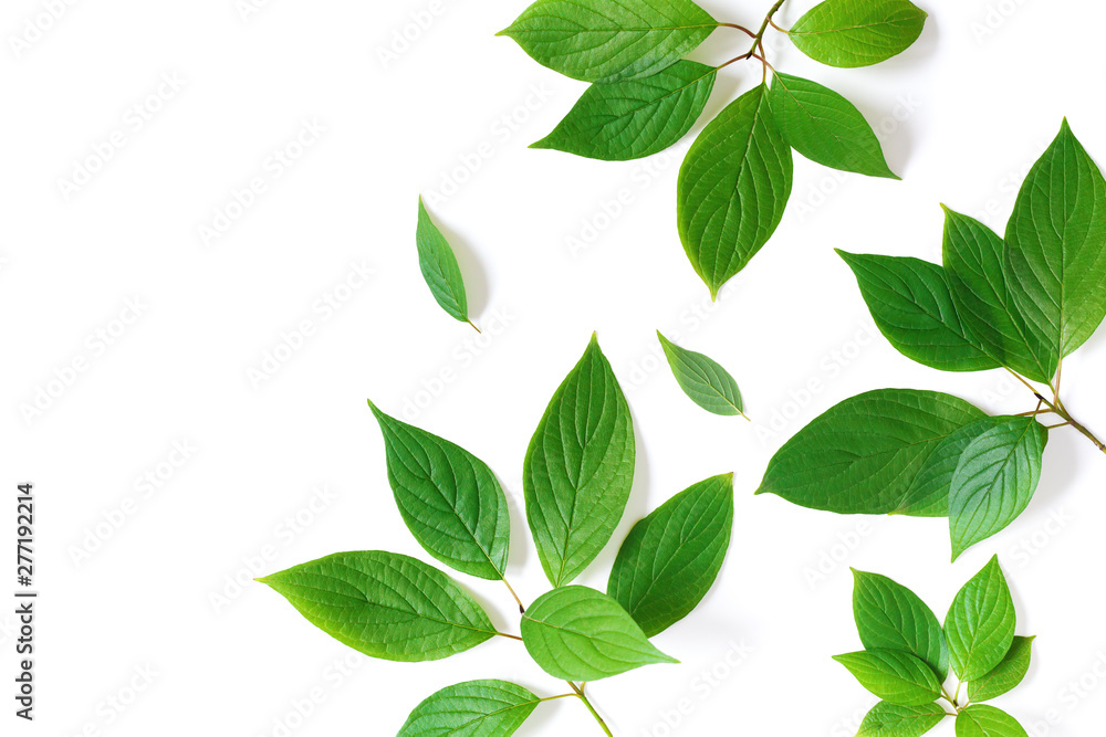 Beautiful nature background of green leaves branches with detailed texture. Greenery top view, flat lay.