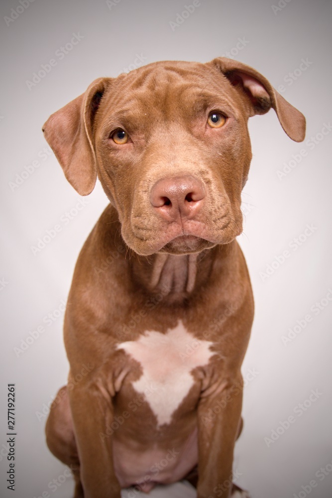 Pitbull puppy portrait