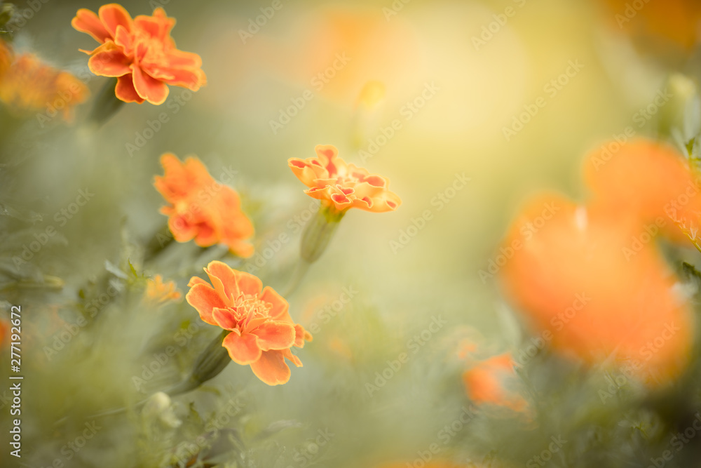 Nature of flower in garden using as cover page background natural flora wallpaper or template brochure landing page design